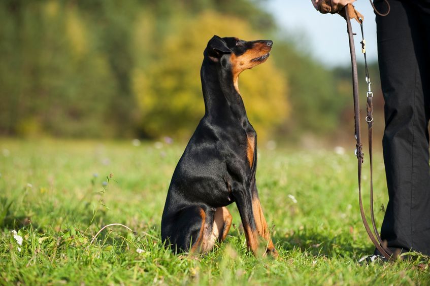 Dual Tactics Hundeschule – Hund im Training