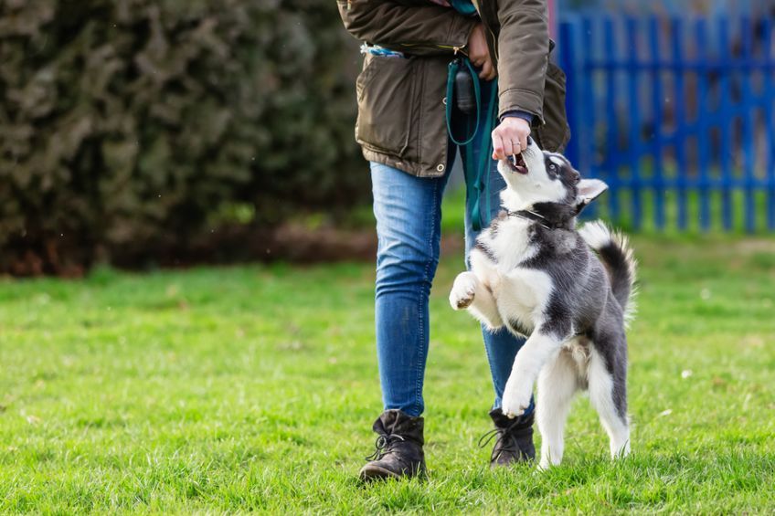 Hund bei der Ausbildung